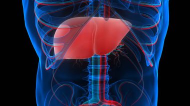 İnsan İç Sindirim Organı Anatomisi. Üç Boyut
