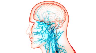 İnsan Sinir Sistemi Beyin Anatomisi Merkezi Organı. Üç Boyut
