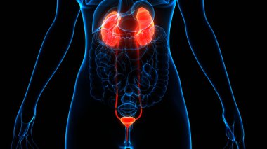 İdrar torbası anatomisi olan insan böbrekleri. Üç Boyut