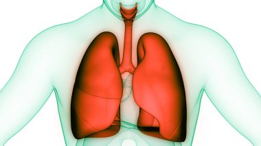 İnsan Solunum Sistemi Anatomisi 'nin 3 boyutlu kavramı
