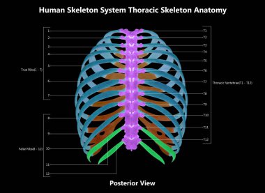 İnsan İskelet Sistemi Göğüs Kemiği Parçaları Etiketler Anatomi Posteri Görünümü ile Tarif Edildi. Üç Boyut