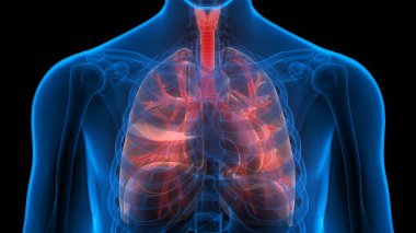 İnsan Solunum Sistemi Anatomisi 'nin 3 boyutlu kavramı