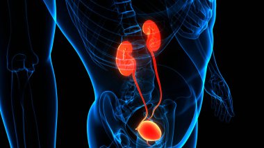 İdrar torbası anatomisi olan insan böbrekleri. Üç Boyut