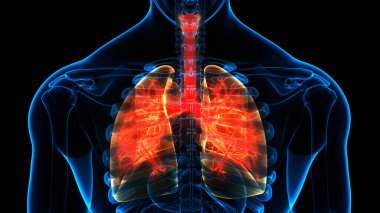 İnsan Solunum Sistemi Anatomisi 'nin 3 boyutlu kavramı
