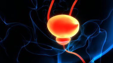 İnsan idrar torbası anatomisi. Üç Boyut