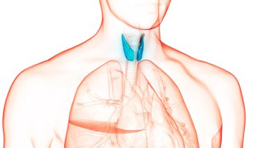 Tiroid Bezi Anatomisi 'nin İnsan Vücut Bezleri. Üç Boyut