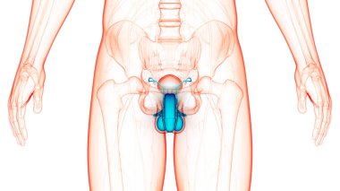 Erkek Üreme Sistemi Anatomisi. Üç Boyut