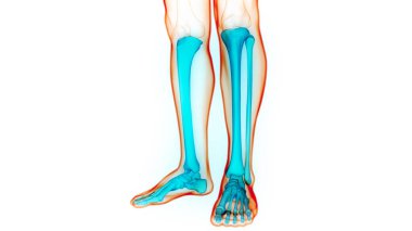 İnsan iskeleti kaval kemiği ve Fibula kemik eklemleri anatomisi. Üç Boyut