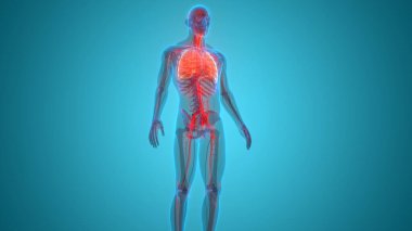 İnsan Solunum Sistemi Anatomisi 'nin 3 boyutlu kavramı