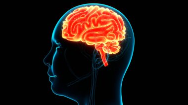 İnsan Sinir Sistemi Beyin Anatomisi Merkezi Organı. Üç Boyut