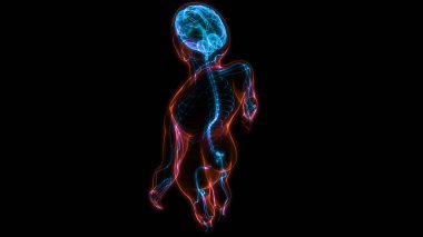 İnsan Sinir Sistemi Beyin Anatomisi Merkezi Organı. Üç Boyut