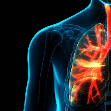 İnsan Solunum Sistemi Anatomisi 'nin 3 boyutlu kavramı