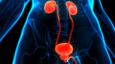 İdrar torbası anatomisi olan insan böbrekleri. Üç Boyut