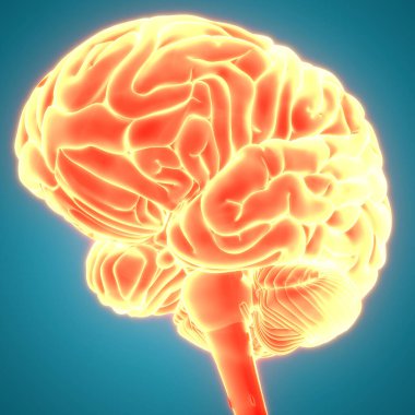 İnsan Sinir Sistemi Beyin Anatomisi Merkezi Organı. Üç Boyut