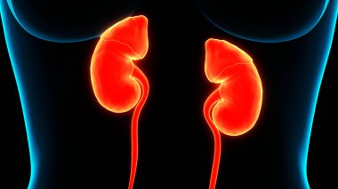 İdrar torbası anatomisi olan insan böbrekleri. Üç Boyut