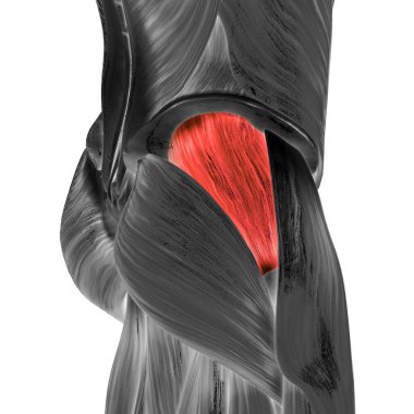 İnsan kas sistemi kasları kalça kasları orta kas anatomisi. Üç Boyut
