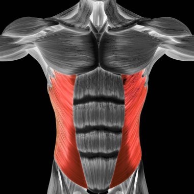 İnsan Kas Sistemi Gövde Kasları Abdominal Dış Oblik Kas Anatomisi. Üç Boyut