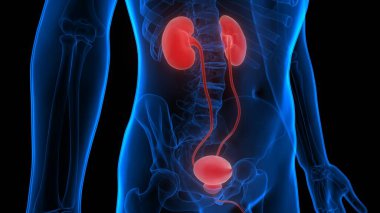 İdrar torbası anatomisi olan insan böbrekleri. Üç Boyut