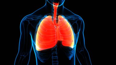 İnsan Solunum Sistemi Anatomisi 'nin 3 boyutlu kavramı