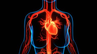 İnsan Dolaşım Sistemi Kalp Anatomisi. Üç Boyut