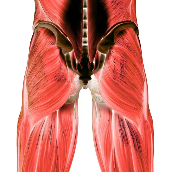 Svaly Jsou Součástí Anatomie Lidského Svalstva — Stock fotografie