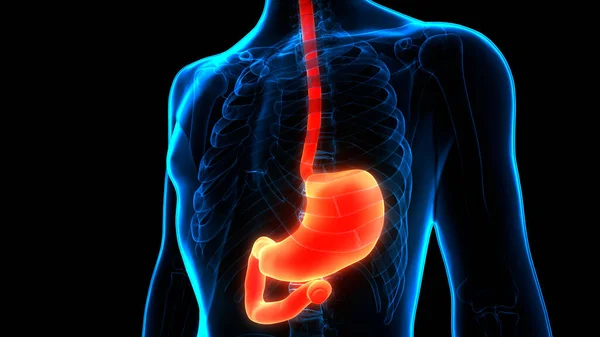 Anatomía Del Sistema Digestivo Humano —  Fotos de Stock