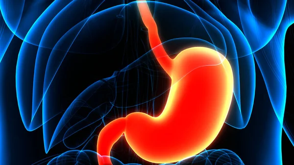 Estómago Del Sistema Digestivo Humano Con Anatomía Del Intestino Delgado — Foto de Stock