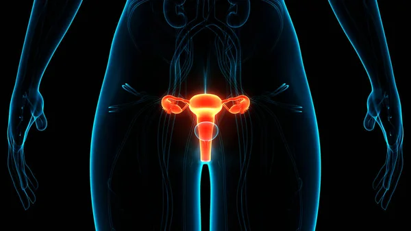 Sistema Reprodutor Feminino Com Sistema Nervoso Anatomia Bexiga Urinária — Fotografia de Stock