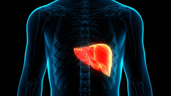 Ludzki Wewnętrzny Organ Trawienny Anatomia Wątroby — Zdjęcie stockowe