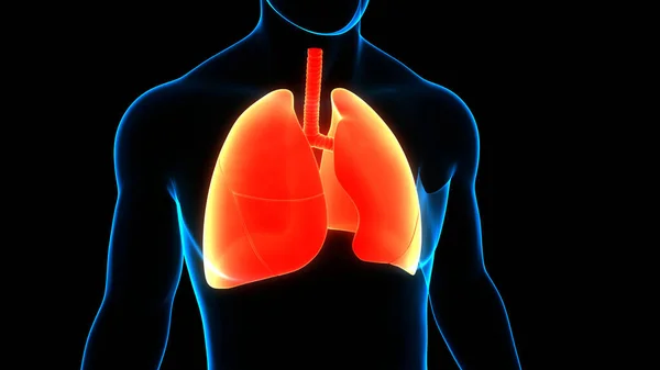 3D  Concept of Human Respiratory System Lungs Anatomy