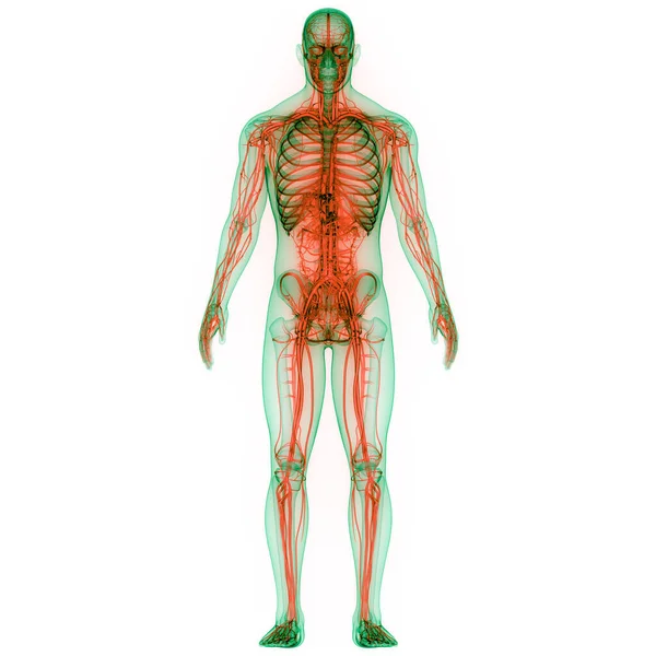 Órgão Central Sistema Nervoso Humano Anatomia Cérebro — Fotografia de Stock