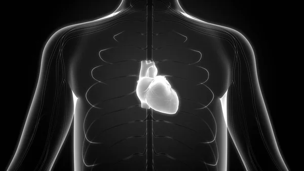 Hjärtats Anatomi Tredimensionell — Stockfoto