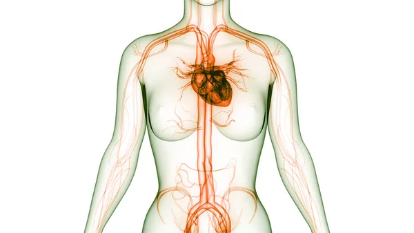 Anatomia Cardiaca Del Sistema Circolatorio Umano — Foto Stock