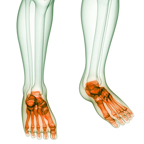 人間の骨格系足骨関節解剖学 — ストック写真