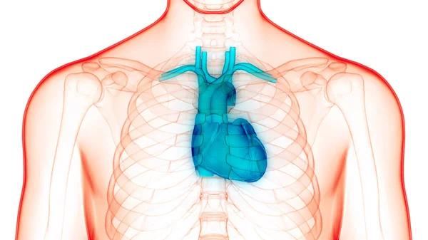 Anatomía Del Sistema Digestivo Humano — Foto de Stock