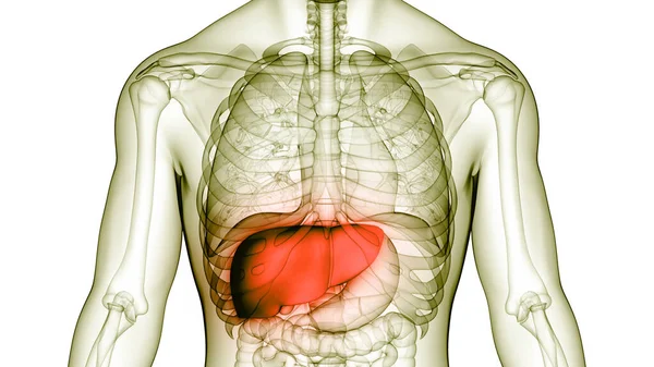 Human Internal Digestive Organ Liver Anatomy Inglés — Foto de Stock