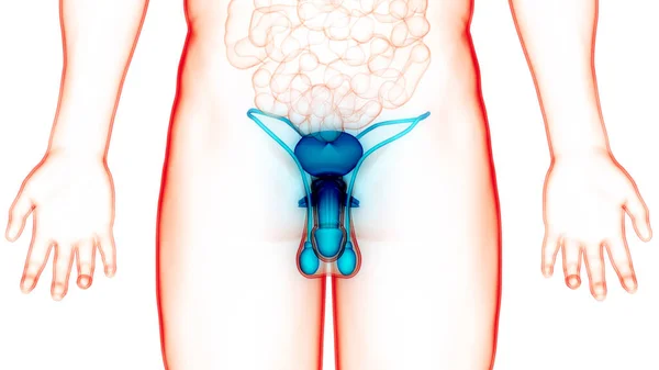 Anatomia Męskiego Układu Rozrodczego — Zdjęcie stockowe