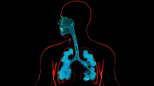 Concepto Anatomía Pulmonar Del Sistema Respiratorio Humano — Foto de Stock