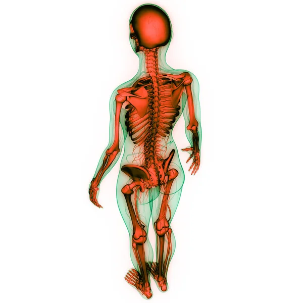 Анатомия Костных Соединений Скелета Человека — стоковое фото