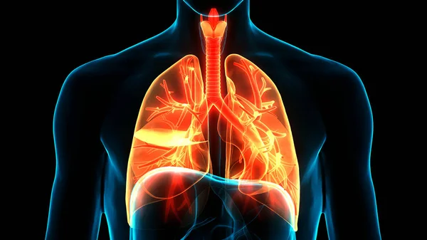 人間の呼吸器系の3次元概念 Lungs解剖学 — ストック写真