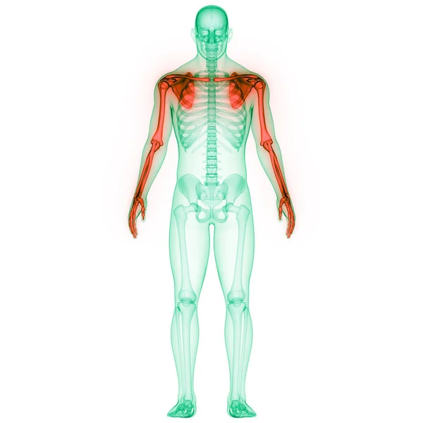 人間の骨格系骨手関節解剖学 イラスト — ストック写真