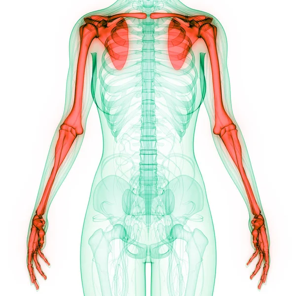Human Skeleton System Bone Hands Joints Anatomy Illustration — Stock Photo, Image