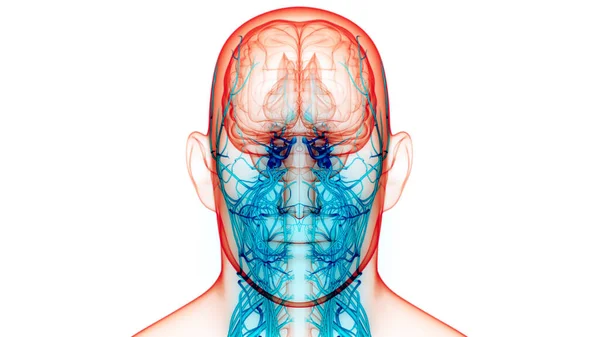 Nsan Sinir Sistemi Beyin Anatomisi Merkezi Organı Boyut — Stok fotoğraf