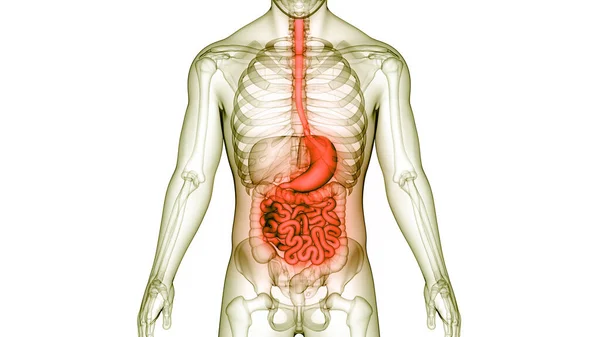 Anatomia Del Sistema Digestivo Umano — Foto Stock