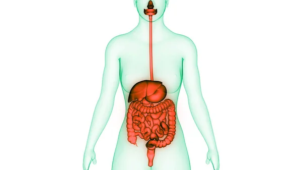 Anatomia Sistema Digestivo Humano — Fotografia de Stock