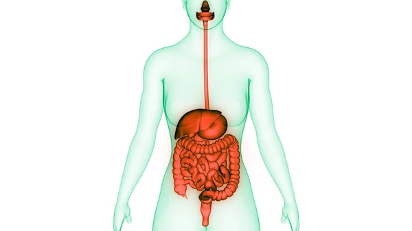 Anatomia Del Sistema Digestivo Umano — Foto Stock