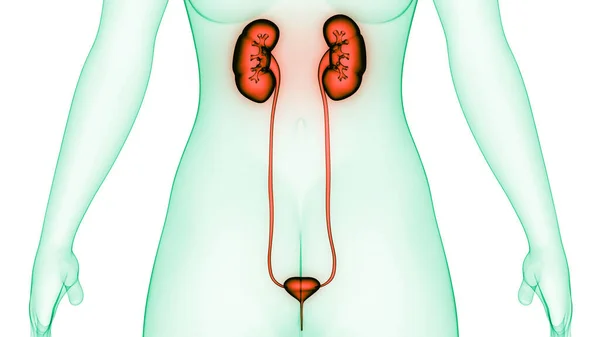Reni Del Sistema Urinario Umano Con Anatomia Della Vescica — Foto Stock
