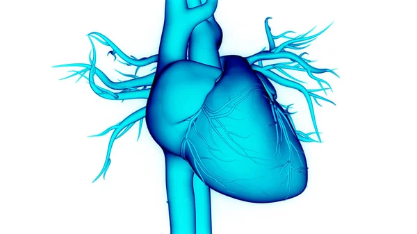 Anatomia Cardiaca Del Sistema Circolatorio Umano — Foto Stock