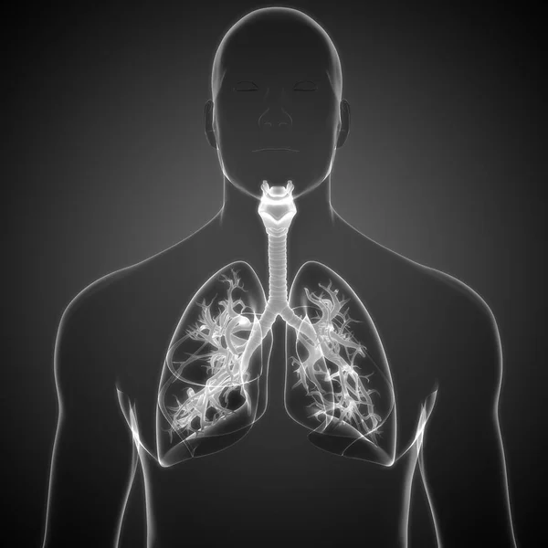 Concepto Anatomía Pulmonar Del Sistema Respiratorio Humano — Foto de Stock