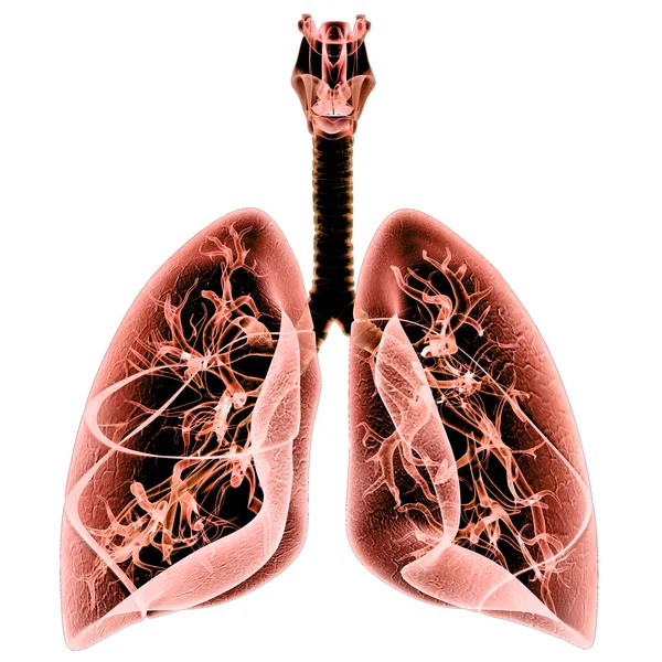 Concetto Anatomia Polmonare Del Sistema Respiratorio Umano — Foto Stock
